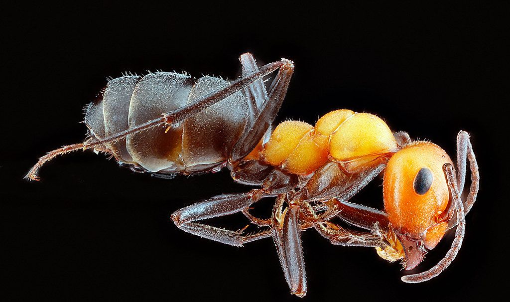 Ant Control service in Pittsburgh, PA