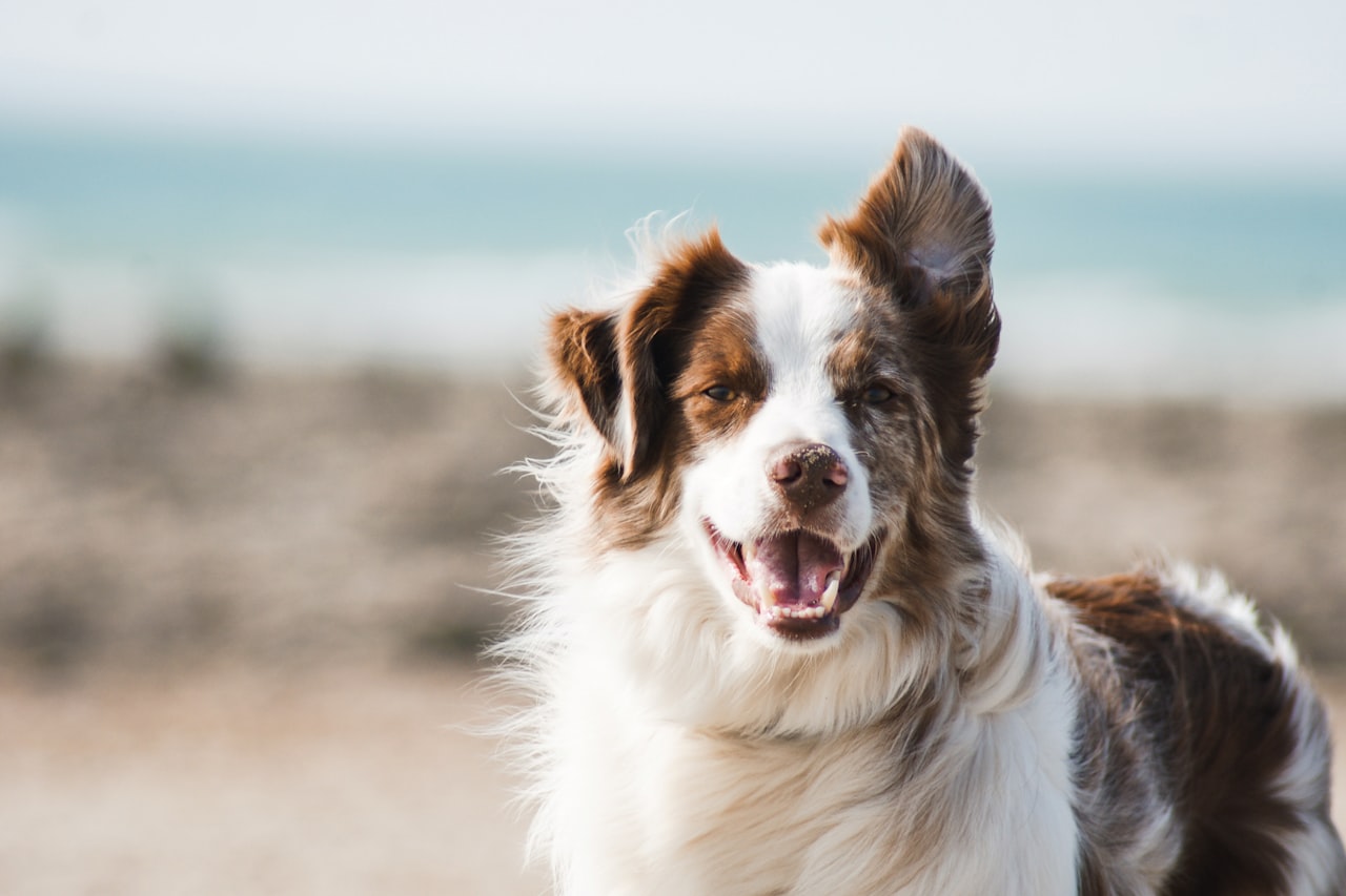 Flea & Tick Control service in Pittsburgh, PA