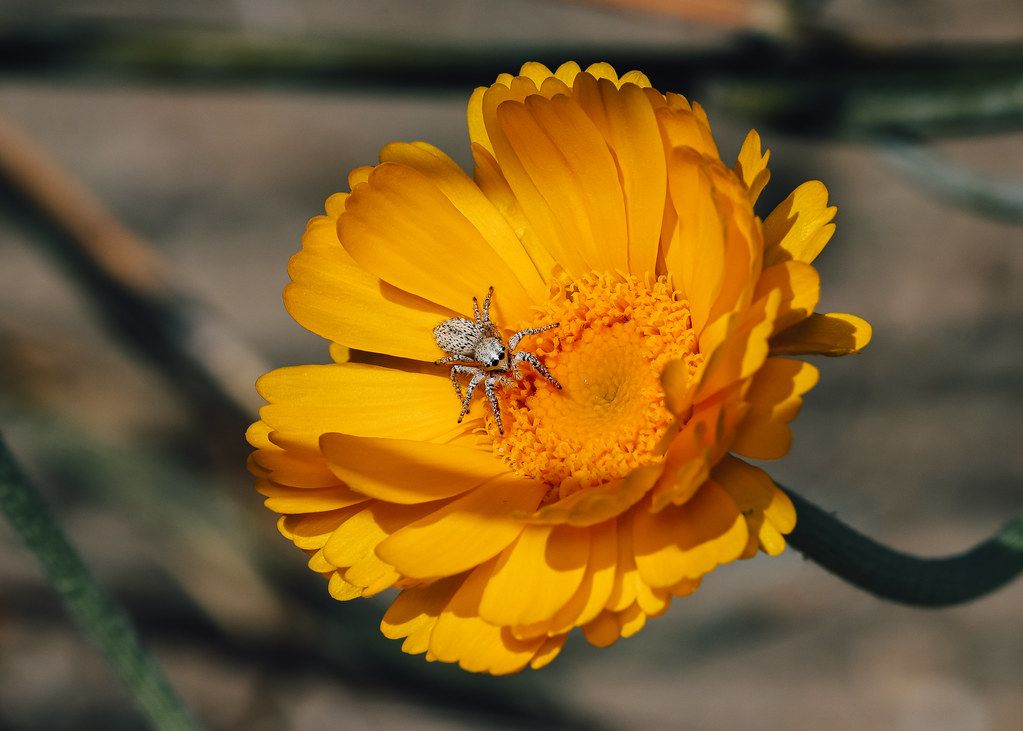 Spider Control service in Pittsburgh, PA